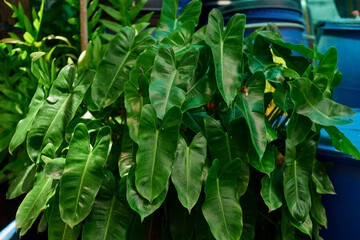 Green Philodendron leaves pattern in the garden