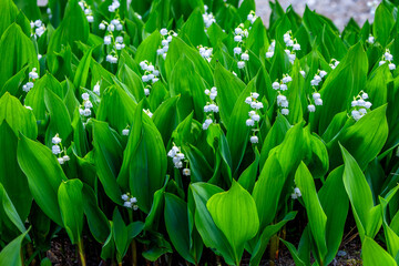 早春の南会津の花