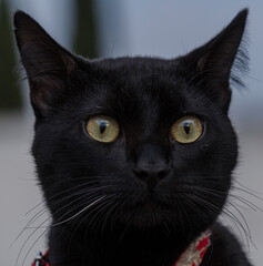 black and white cat