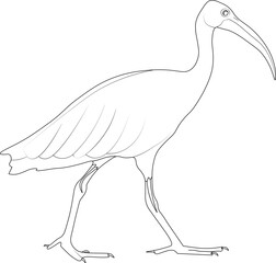 Bird White  Australian Ibis Scketch
