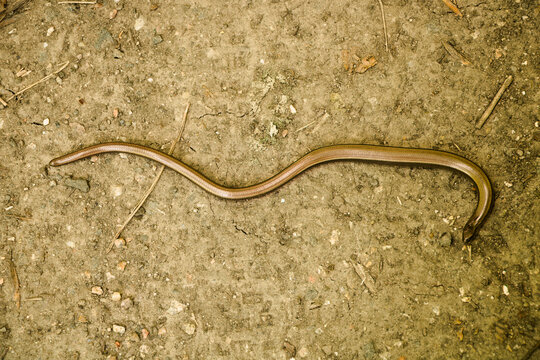 Slow Worm On A Dirt