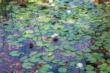 beautiful lotus flowers or waterlily in pond