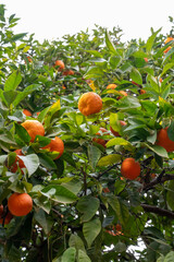 Tangerine mandarin tree with many sweet ripe orange citrus fruits