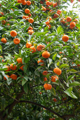 Tangerine mandarin tree with many sweet ripe orange citrus fruits