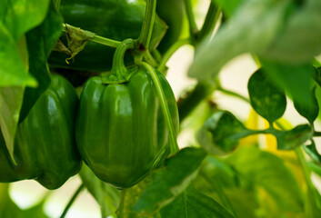 Green paprika fruits growing inside a greenhouse. Close up.
