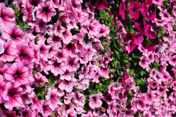 Pink petunia flowers on a house wall, floral background. Decorations in summer garden