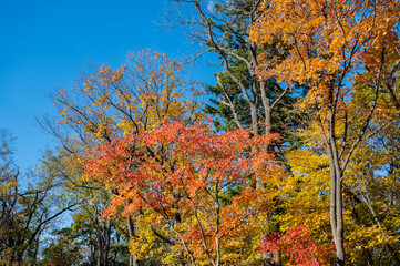 Autumn in forest - maple and oak leaves in sunlight.