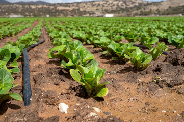 Farm fields with fertile soils and rows of growing  green lettuce salad in Andalusia, Spain