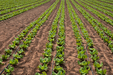 Farm fields with fertile soils and rows of growing  green lettuce salad in Andalusia, Spain