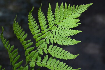 Fern green leaves on summer pine forest background. Natural folliage branches closeup