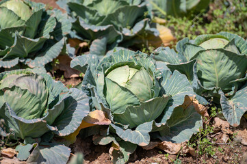 Open air pesticide-free organic eco-friendly gardening, white cabbage ready to harvest
