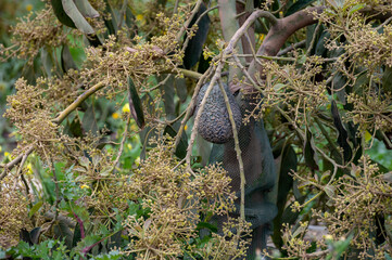 Harvesting and seasonal blossom of evergreen avocado trees on plantations in Costa Tropical, Andalusia, Spain