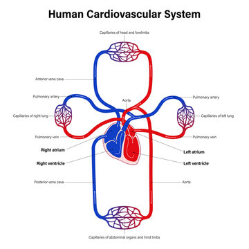 Diagram of human cardiovascular system. Mammalian circulation. Blood circulation system and heart anatomy.