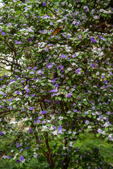 Double color blossom of brunfelsia pauciflora tropical free with white and purple flowers