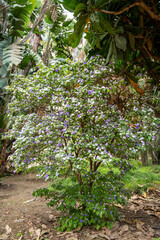 Fototapeta premium Double color blossom of brunfelsia pauciflora tropical free with white and purple flowers