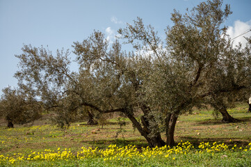 Olive tree grove on hills in spring time with blossom of yellow wild flowers, Andalusia, Spain