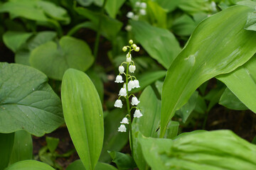 Obraz premium Not fully opened white flowers of lily of the valley in mid May