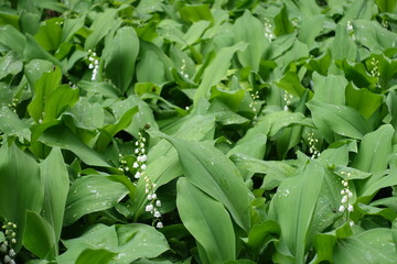 Obraz premium Water drops on flowering lily of the valley in May