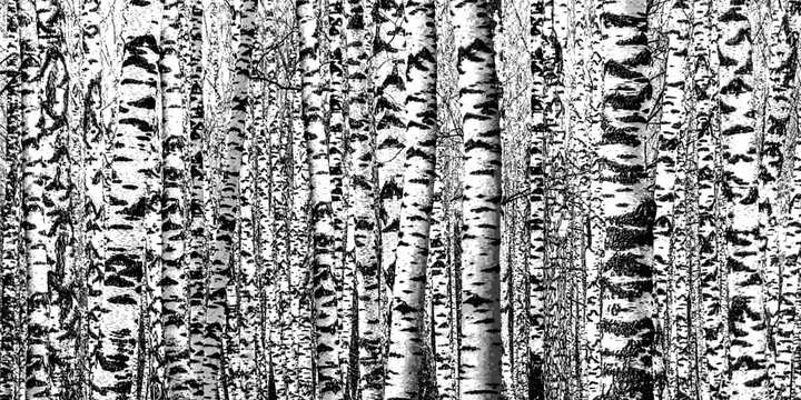 Birch grove. Black and white vector background of birch trunks. Realistic illustration of a birch forest.