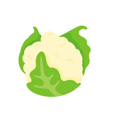 Cauliflower vector. Vegetables for healthy cooking