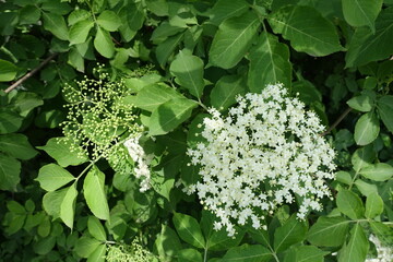 Pair of panicles of white flowers of European black elderberry in mid May