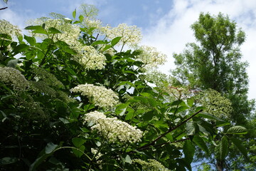 Sky and panicles of white flowers of European black elderberry in mid May