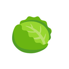 Cauliflower vector. Vegetables for healthy cooking
