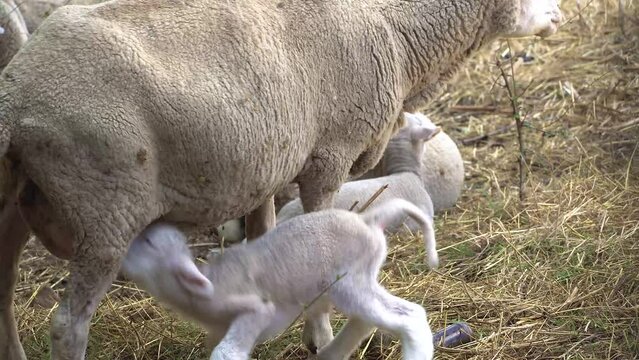 Ovejas o Ovis blanca amamantando a sus coderos recién nacidos