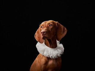 dog in frill collar, jabot . Beautiful Hungarian Vizsla on a black background in the studio