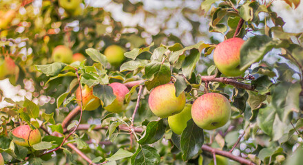 Apple tree. Ripe apples on a tree in a garden