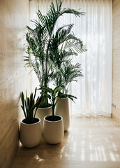 A set of potted palms in a luxury interior setting