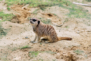 Fototapeta premium Meerkat on the paddock at the zoo.