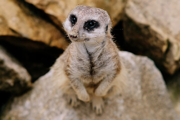 Fototapeta premium Meerkat on the paddock at the zoo.