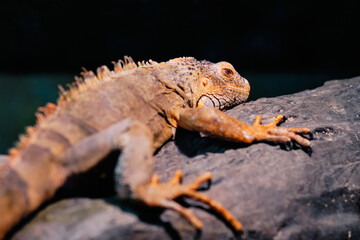A lizard iguana at the zoo. An iguana lounges on a branch. Lizard, iguana in a terrarium