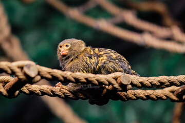 Western pygmy marmoset (Cebuella pygmaea). The smallest monkey in the zoo