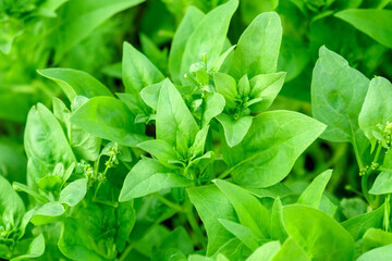 Green spinach growing in the garden on a vegetable farm. Healthy food in your own kitchen garden
