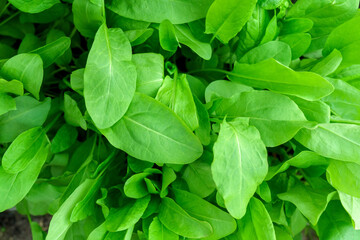 Naklejka na ściany i meble Organic sorrel texture growing in garden bed growing agriculture. Selective focus