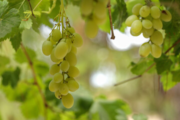 Kiście winogron © Andrzej