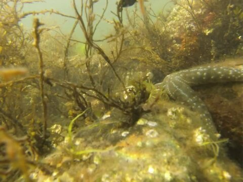 Sea Star Timelapse