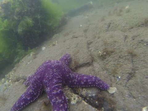 Sea Star Timelapse