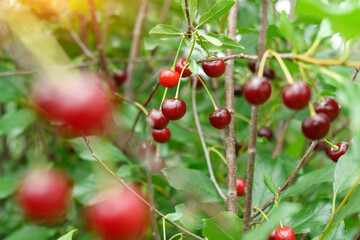 Obraz premium Ripe red cherries hanging on cherry tree branch with blurred background.