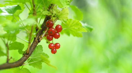 Ripe red currant berries, selective focus. Concept of growing your own organic food. Copy space