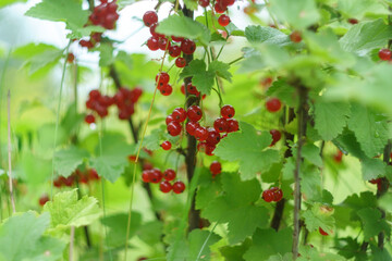 Red currant bush with ripe red berries, berry, harvest, summer vitamins. Selective focus