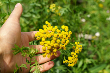 Naklejka na ściany i meble Yellow tansy flowers Tanacetum vulgare, common tansy plant, cow bitter, or golden buttons. Selective focus