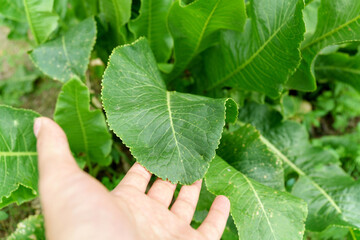 Leaves of horseradish Latin Armoracia rusticana, a perennial vegetable growing. Selective focus
