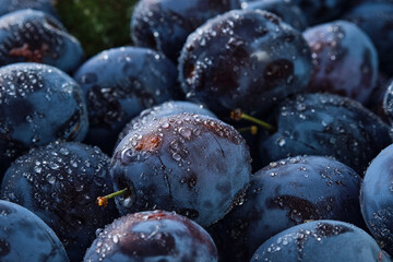 Background of fresh organic plums in water drops, close-up. Selective focus, shallow depth of field. Beautiful ripe fruit prunes, fruit harvesting in autumn, eco-products from the farm.