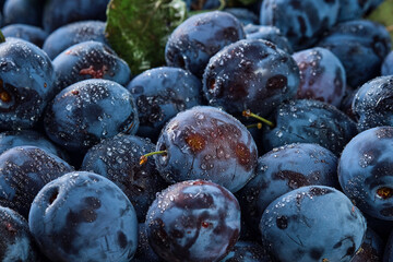 Background of fresh organic plums in water drops, close-up. Selective focus, shallow depth of field.Beautiful ripe fruit prunes, fruit harvesting in autumn, eco-products from the farm.