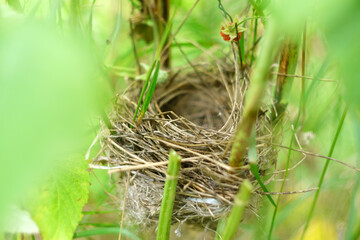 Empty birds nest, branch covered with green leaves. Selective focus.