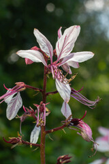 Burning-bush, Dictamnus albus. Dictamnus is a genus of flowering plant in the family Rutaceae