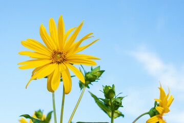 Compass plant, Silphium laciniatum, in full bloom against clear blue summer sky